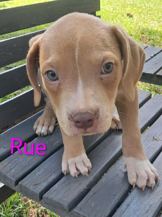 Jiggy Pups - Black Mouth Cur