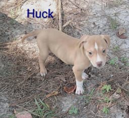 Jiggy Pups image 2
