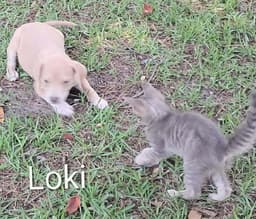 Jiggy Pups image 4