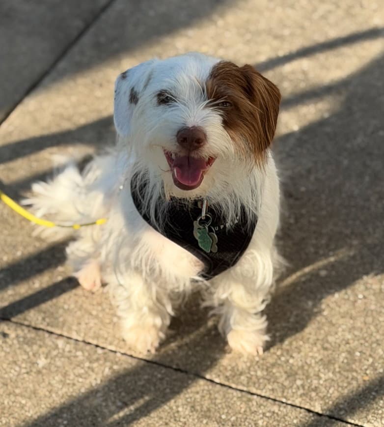 Asher - Terrier