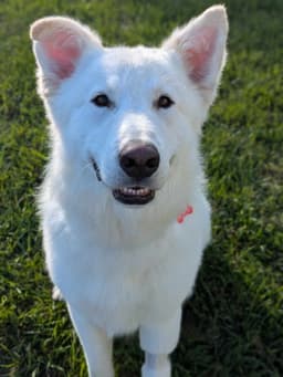 Buddy image 1