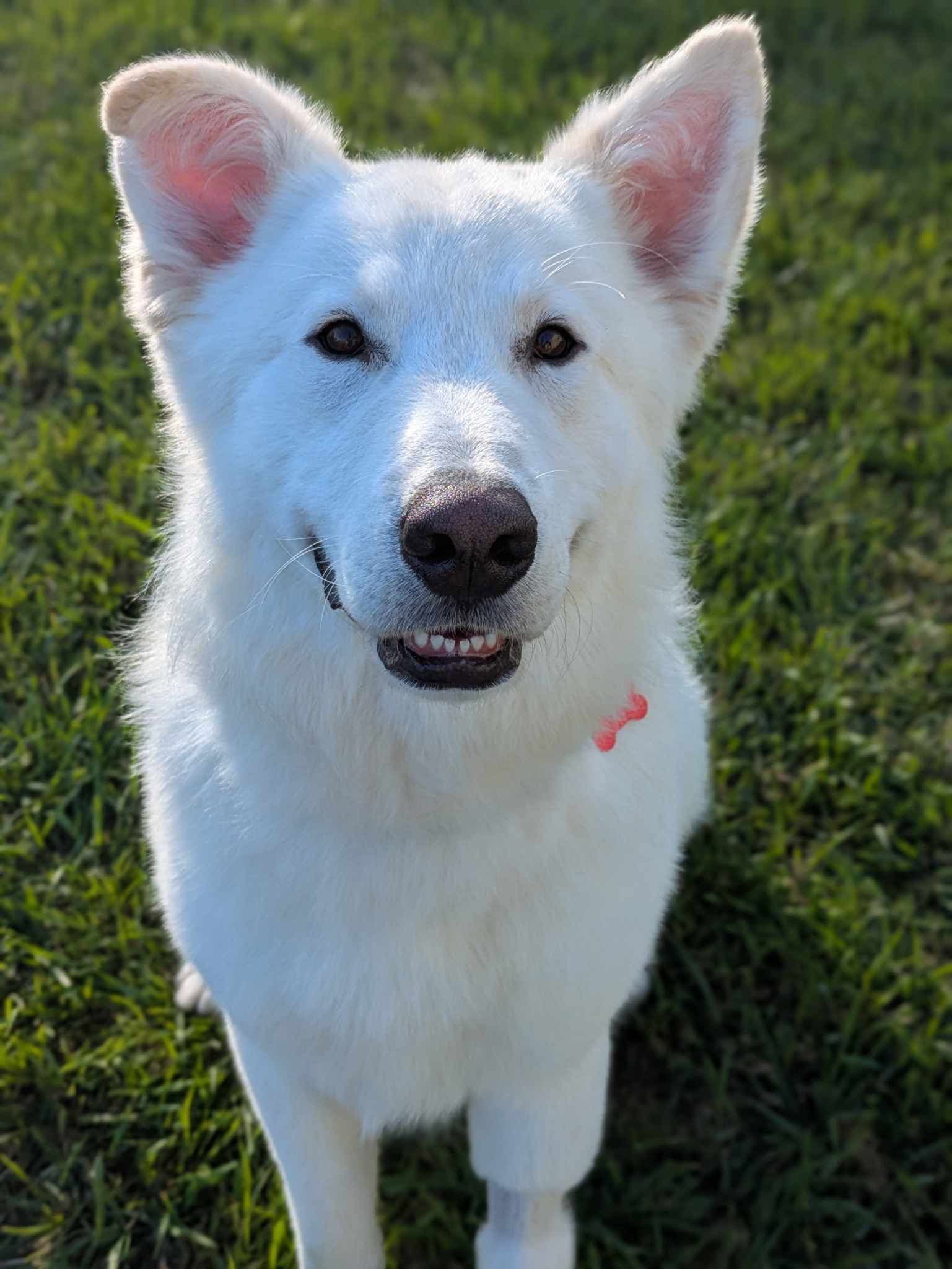 Buddy - Great Pyrenees