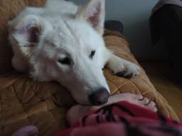 Buddy image 3