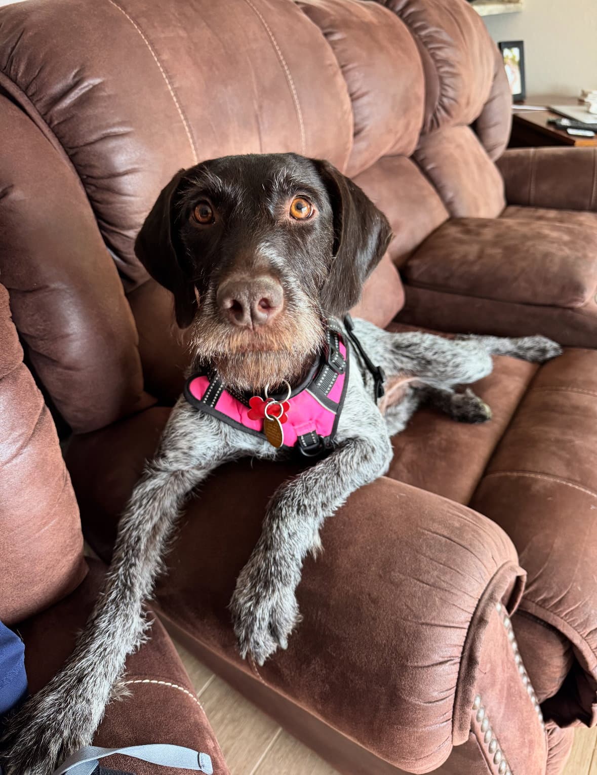 Angel - German Wirehaired Pointer