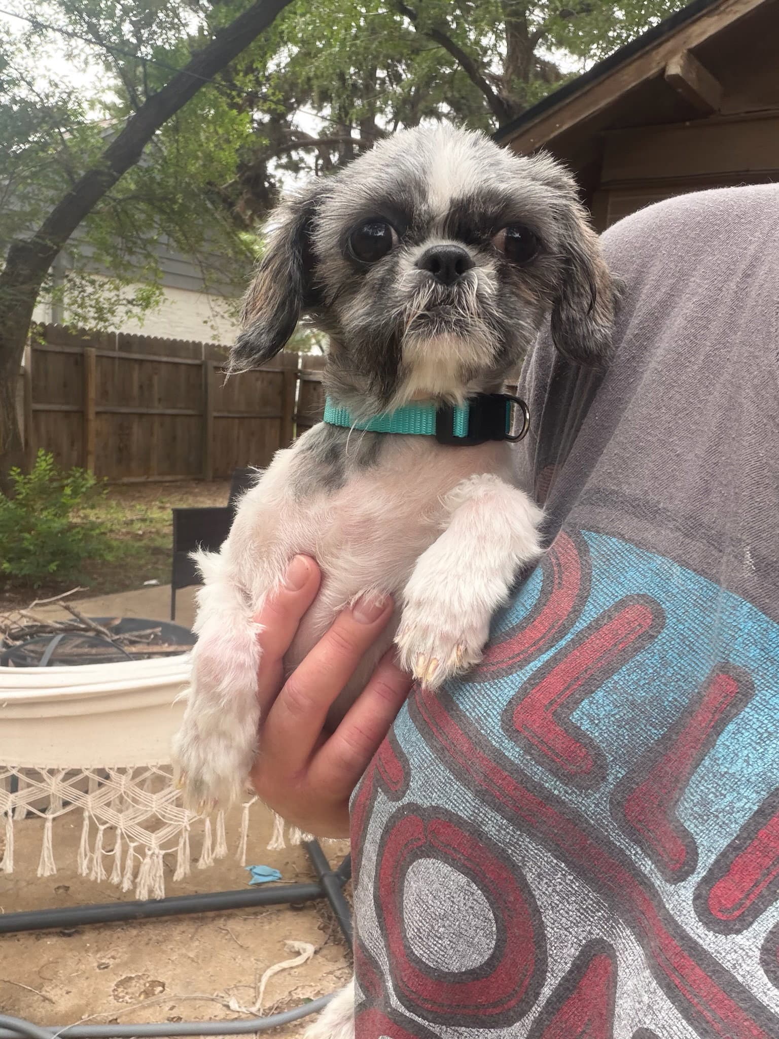 Sponsor Or Foster Me - Tootie - Shih Tzu
