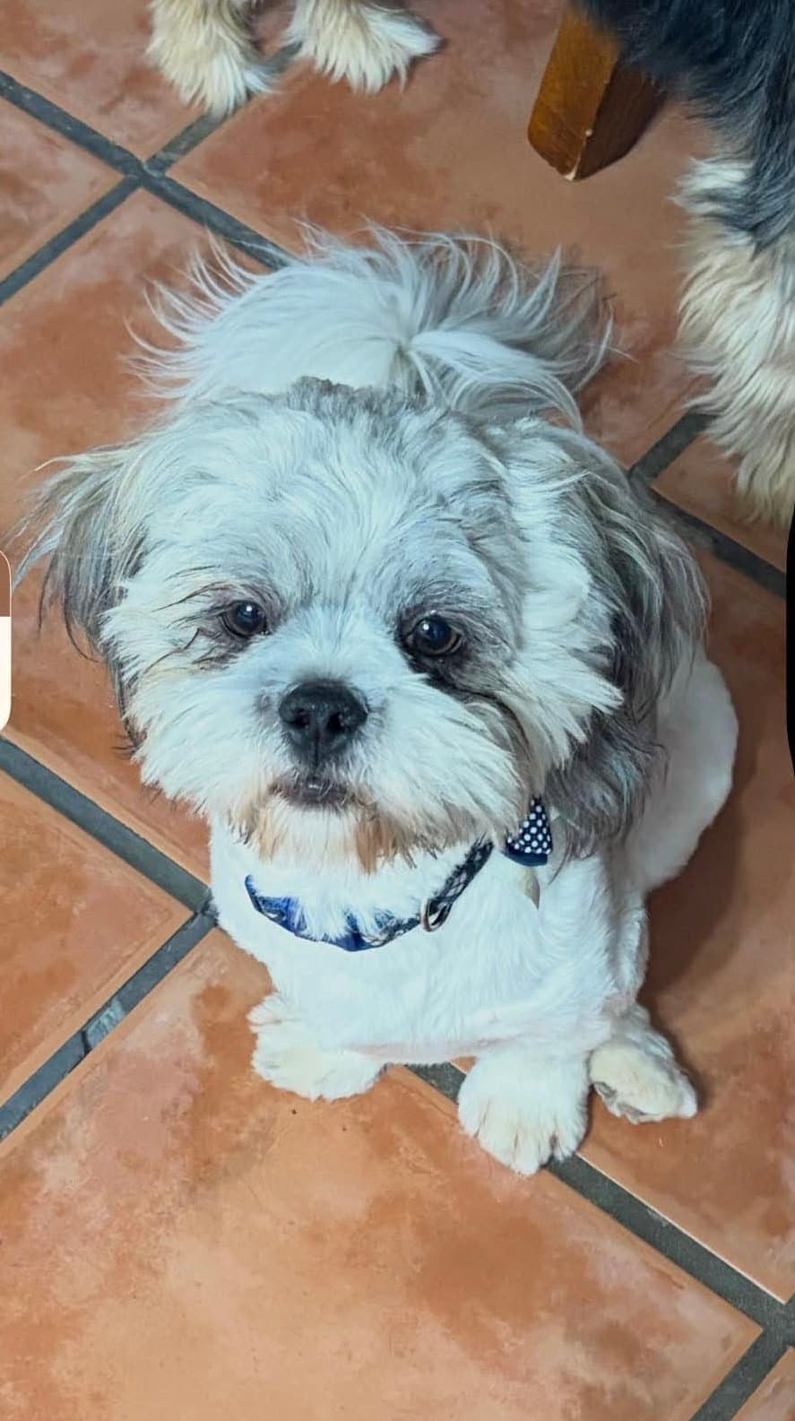 Sponsor Or Foster Me - Holden - Shih Tzu