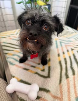 Sponsor Or Foster Me - Shadow image 1