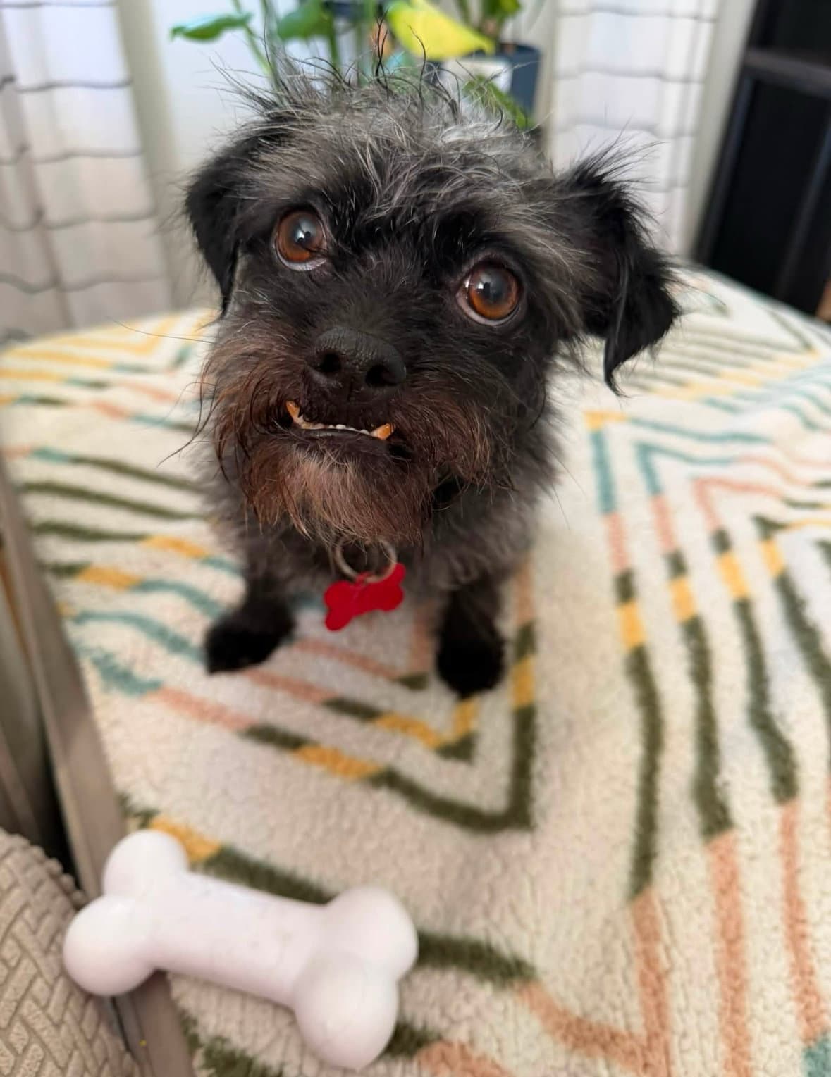 Sponsor Or Foster Me - Shadow - Terrier
