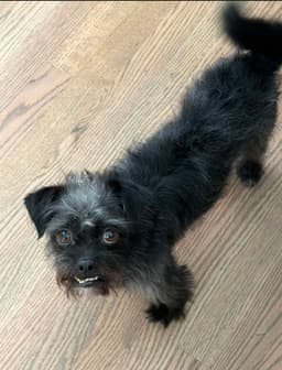 Sponsor Or Foster Me - Shadow image 2