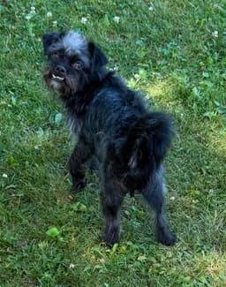 Sponsor Or Foster Me - Shadow image 3