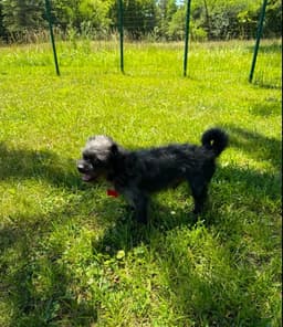 Sponsor Or Foster Me - Shadow image 4