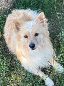 Sponsor Or Foster Me - Elvis image 1