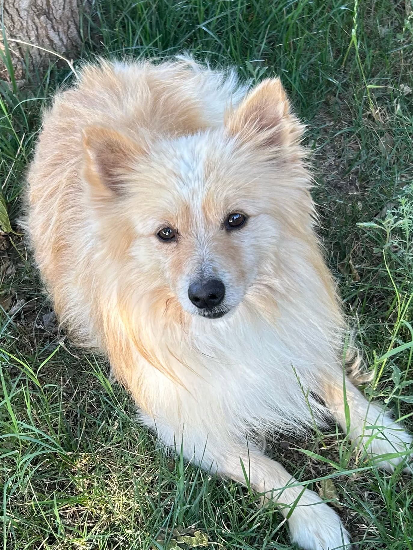 Sponsor Or Foster Me - Elvis - Pomeranian