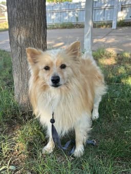 Sponsor Or Foster Me - Elvis image 2