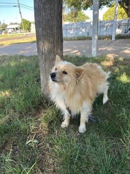 Sponsor Or Foster Me - Elvis image 3