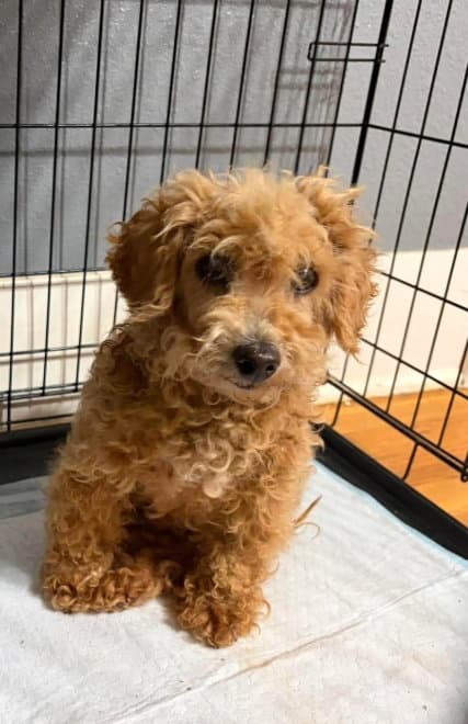 Sponsor Or Foster Me - Honey - Poodle (Miniature)