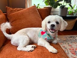 Sponsor Or Foster Me - Chowder image 1