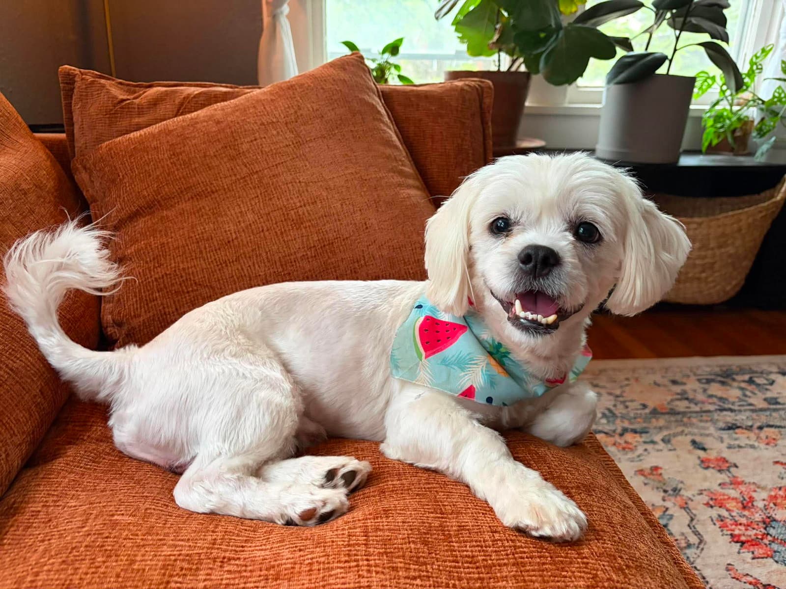 Sponsor Or Foster Me - Chowder - Shih Tzu