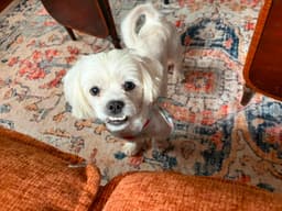 Sponsor Or Foster Me - Chowder image 2