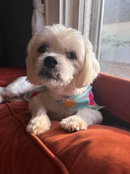 Sponsor Or Foster Me - Chowder image 3