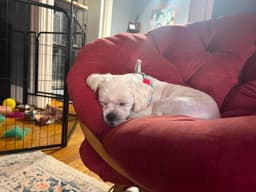 Sponsor Or Foster Me - Chowder image 4