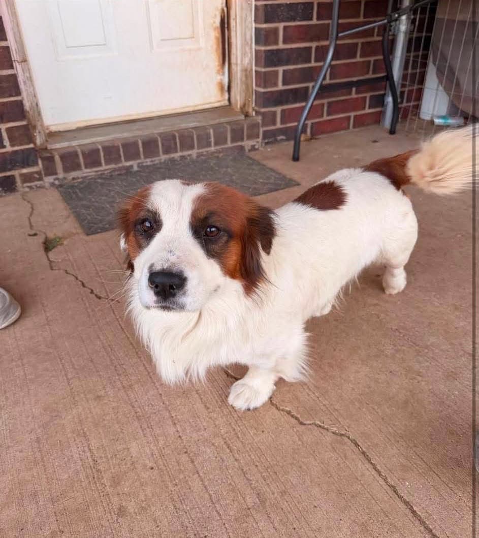 Sponsor Or Foster Me - Gator - Corgi