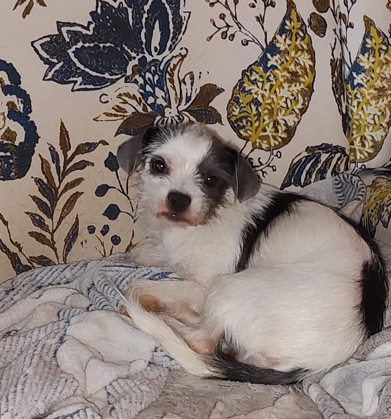 Foster Me - Pip - Terrier