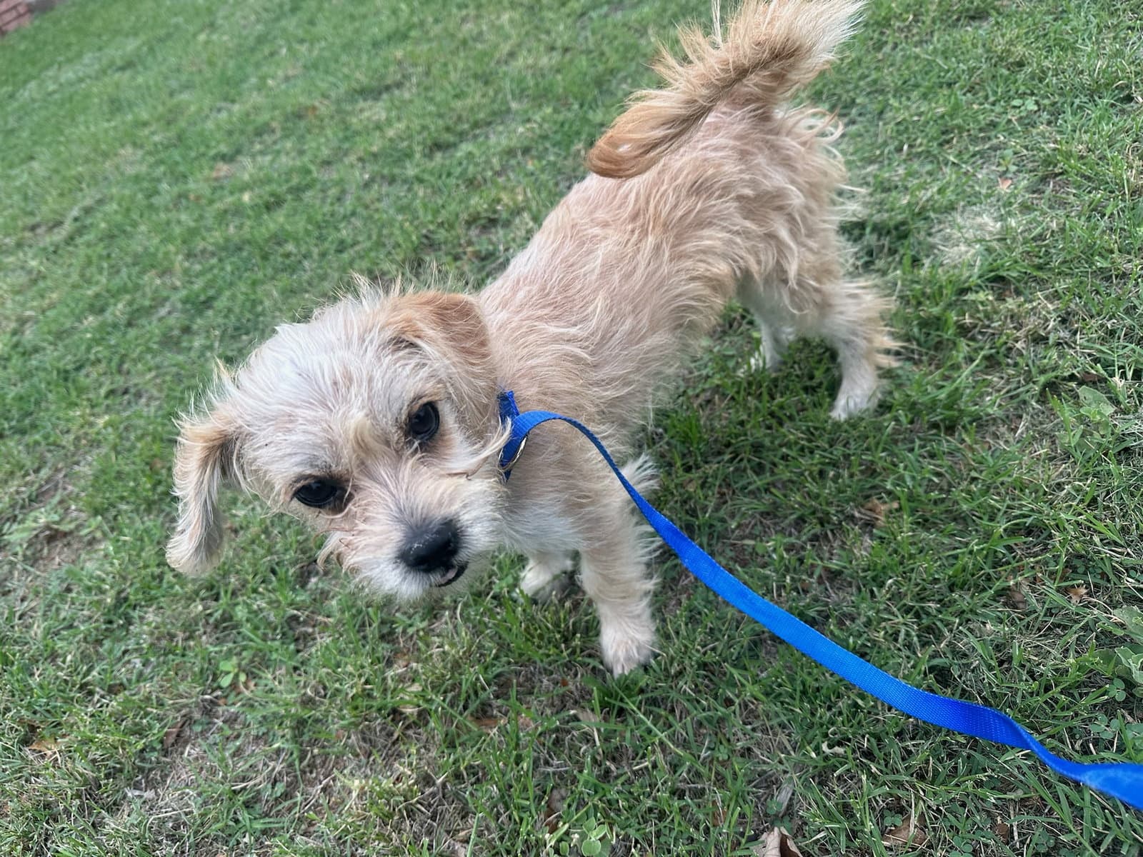 Foster Me - Holly Joy - Terrier