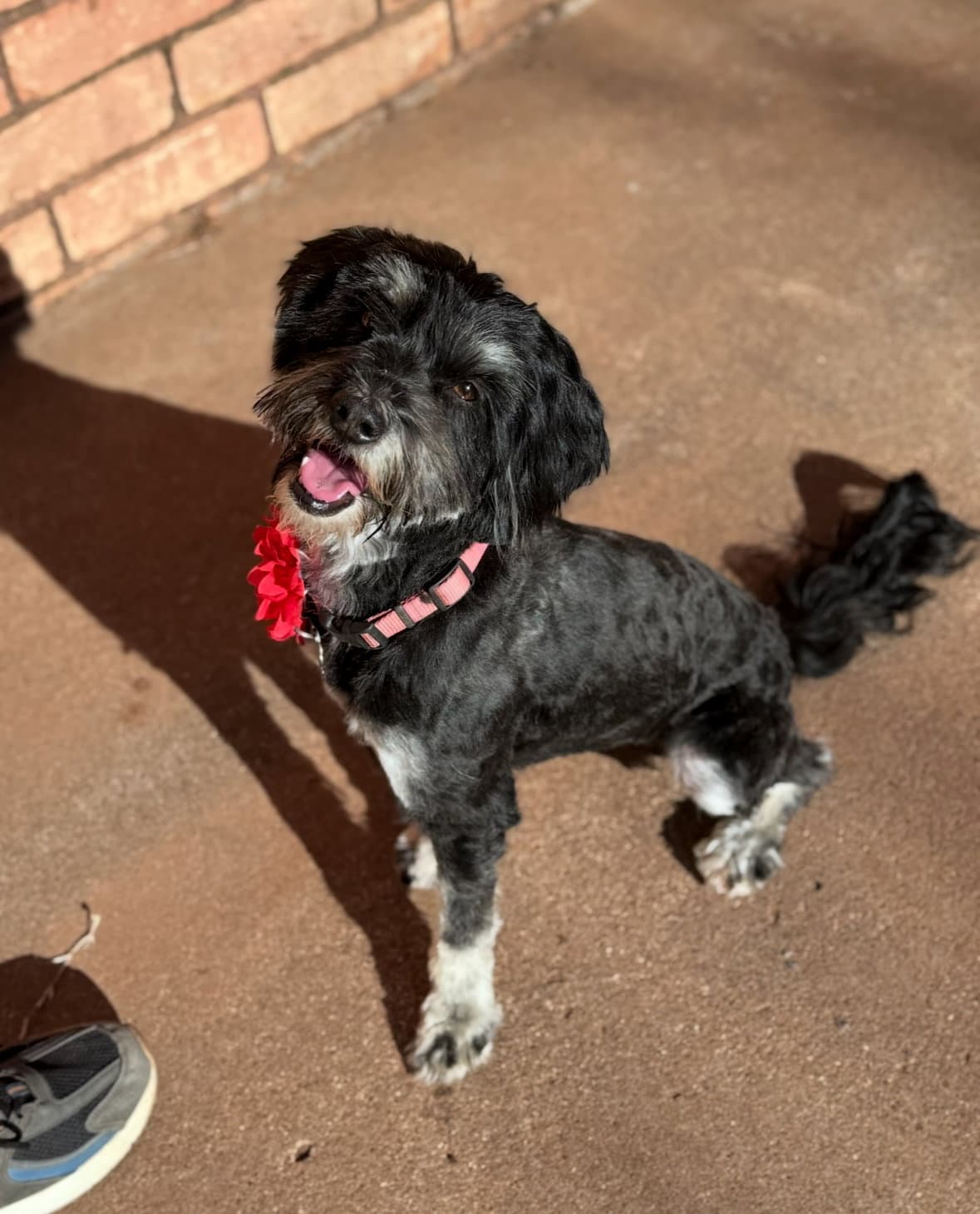 Foster Me - Belle - Schnauzer