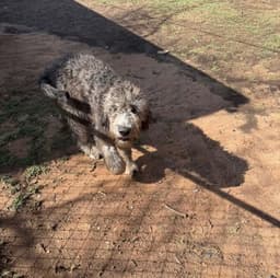 Sponsor Or Foster Me - Petra image 1