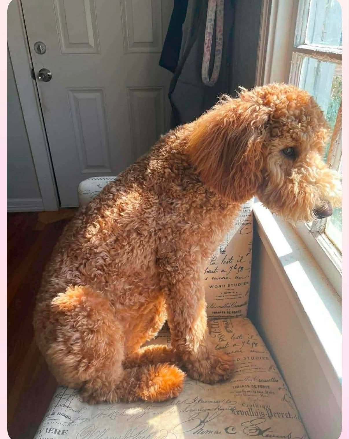 Sponsor Or Foster Me - Posie - Poodle (Standard)