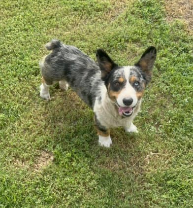 Sponsor Or Foster Me - Milo - Cardigan Welsh Corgi
