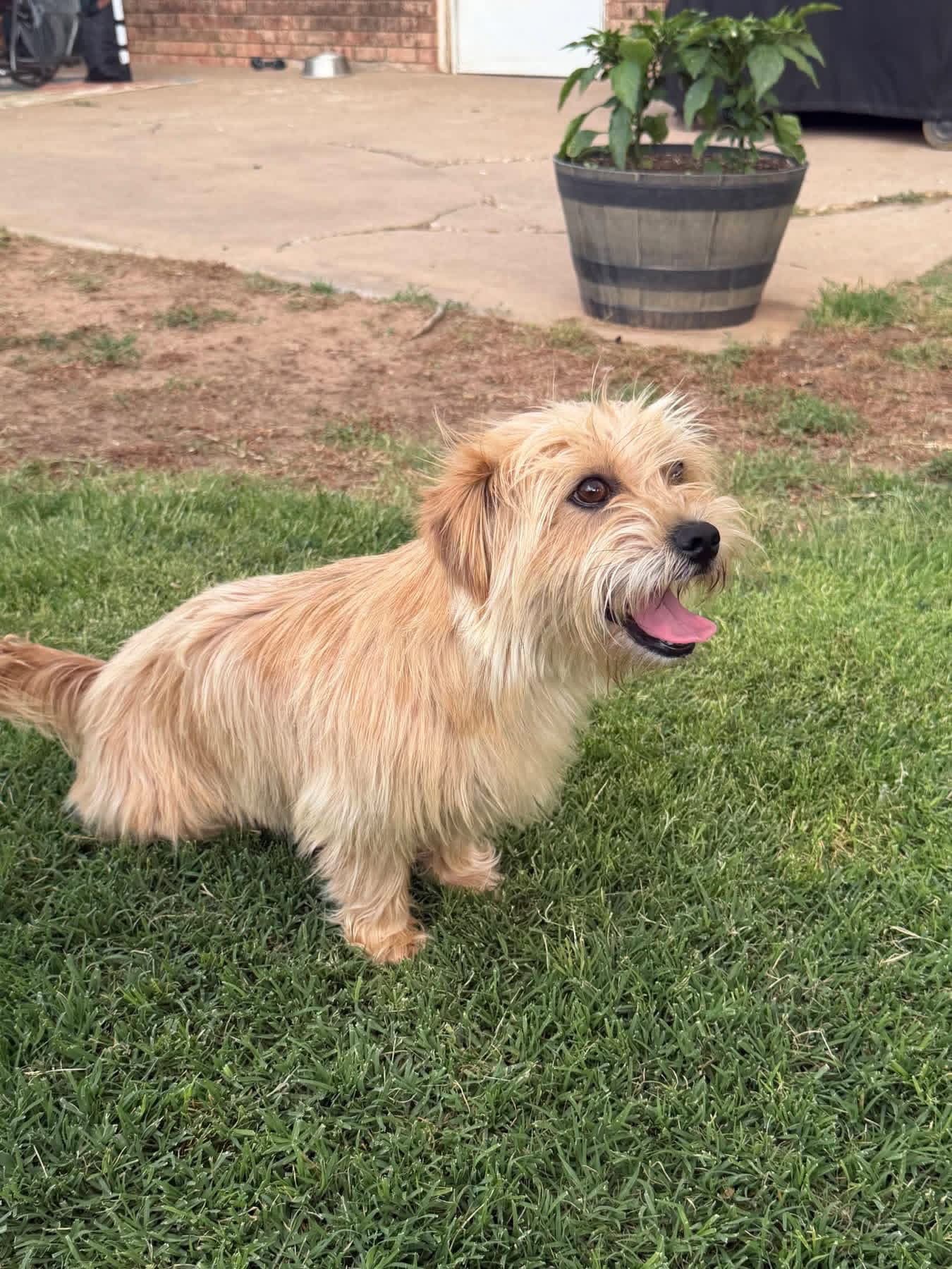 Sponsor Or Foster Me - Sissy - Terrier