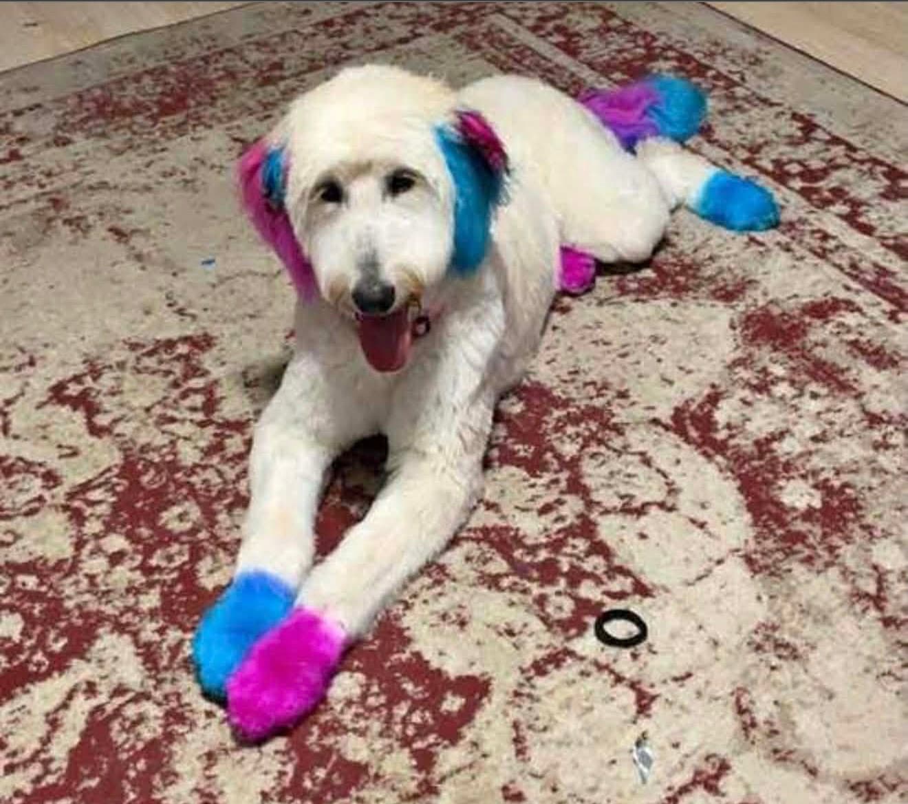 Sponsor Or Foster Me - Lottie - Poodle (Standard)