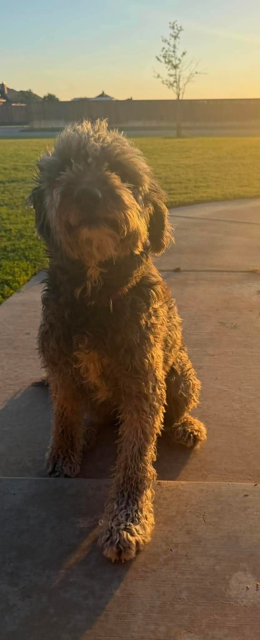 Foster Or Sponsor Me - Muddy - Poodle (Standard)