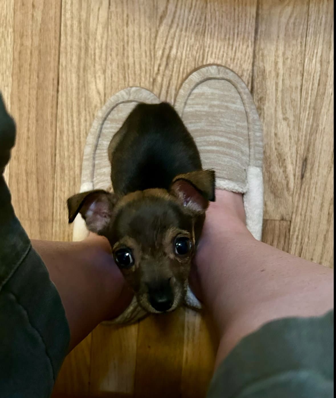 Lindsey - Chihuahua