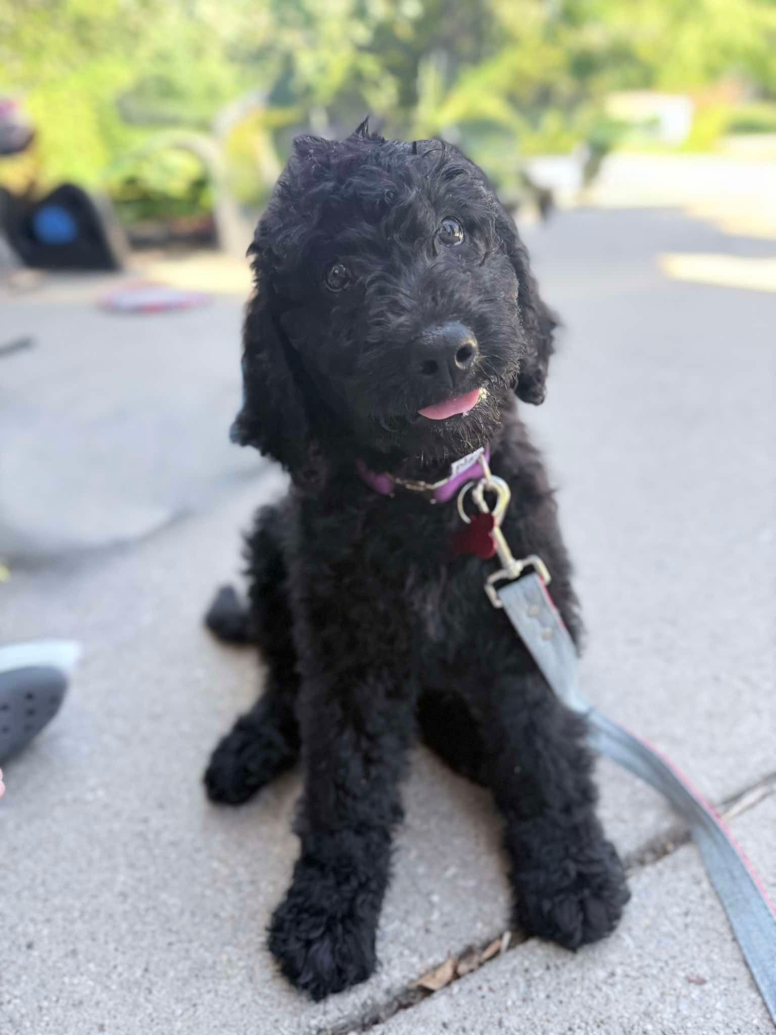 Alex Russo - Poodle (unknown type)
