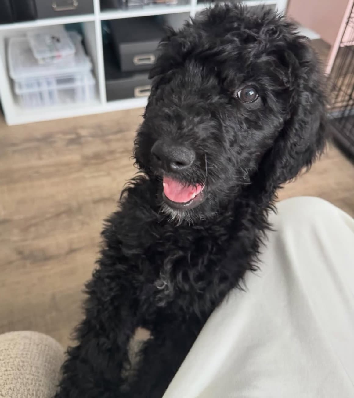 Raven Baxter - Poodle (unknown type)