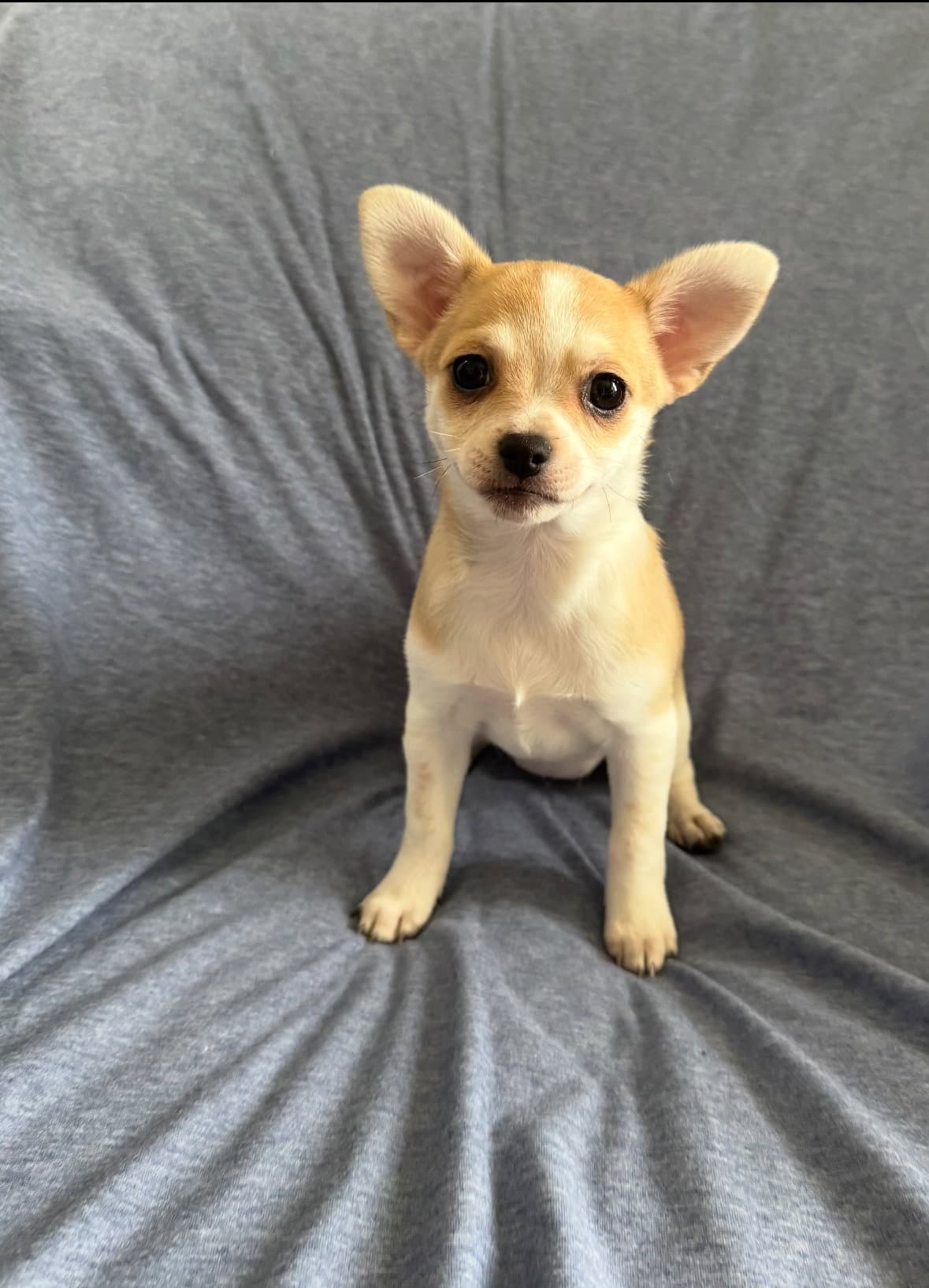 Nectar - Chihuahua