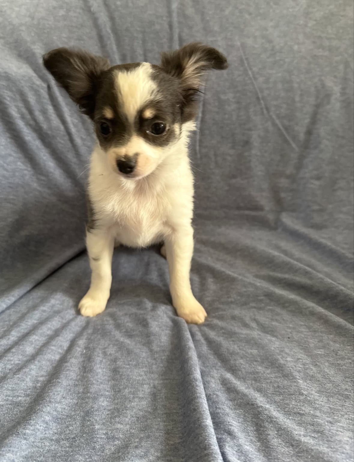 Clover - Chihuahua