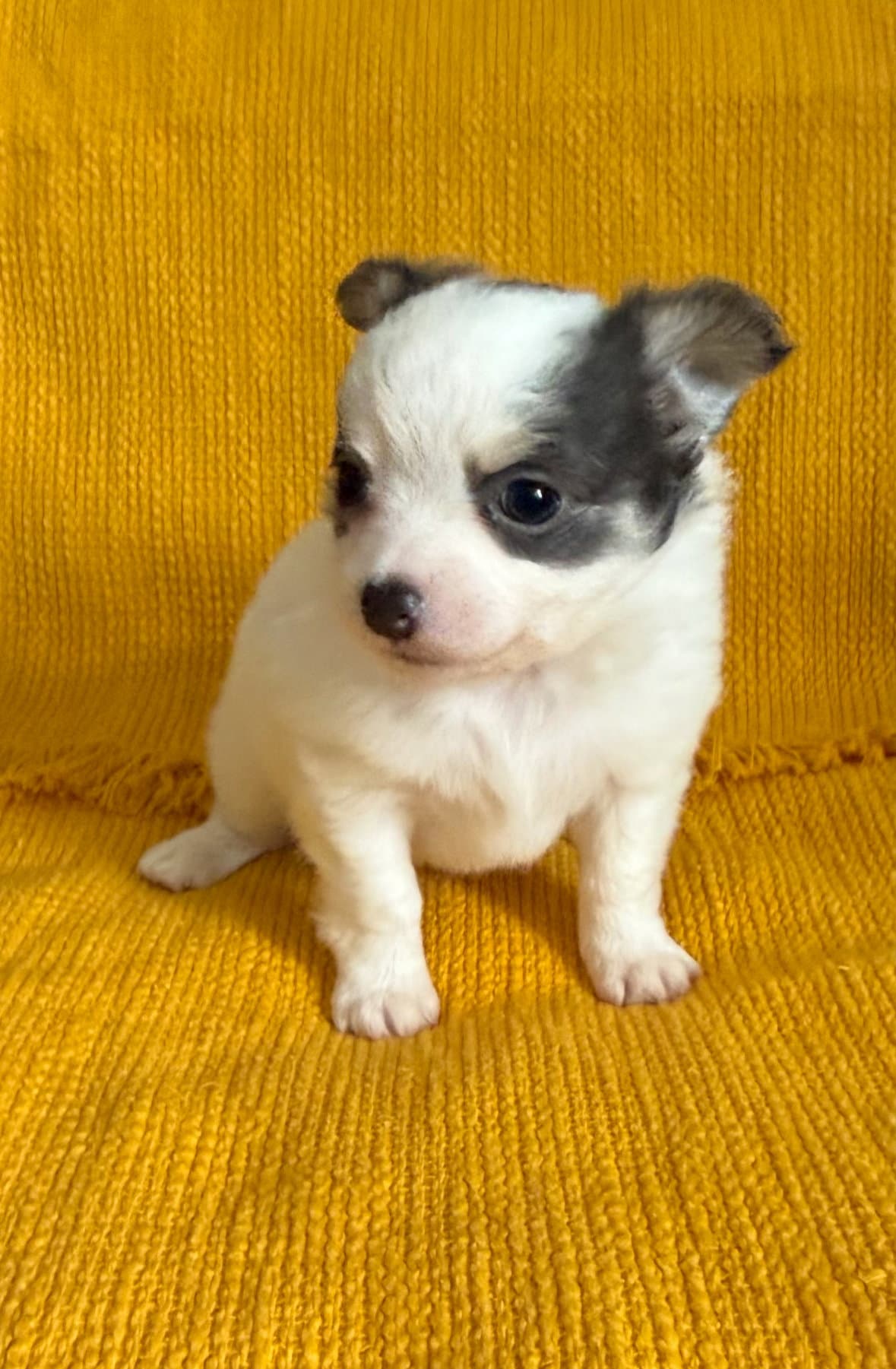 Buzz - Chihuahua