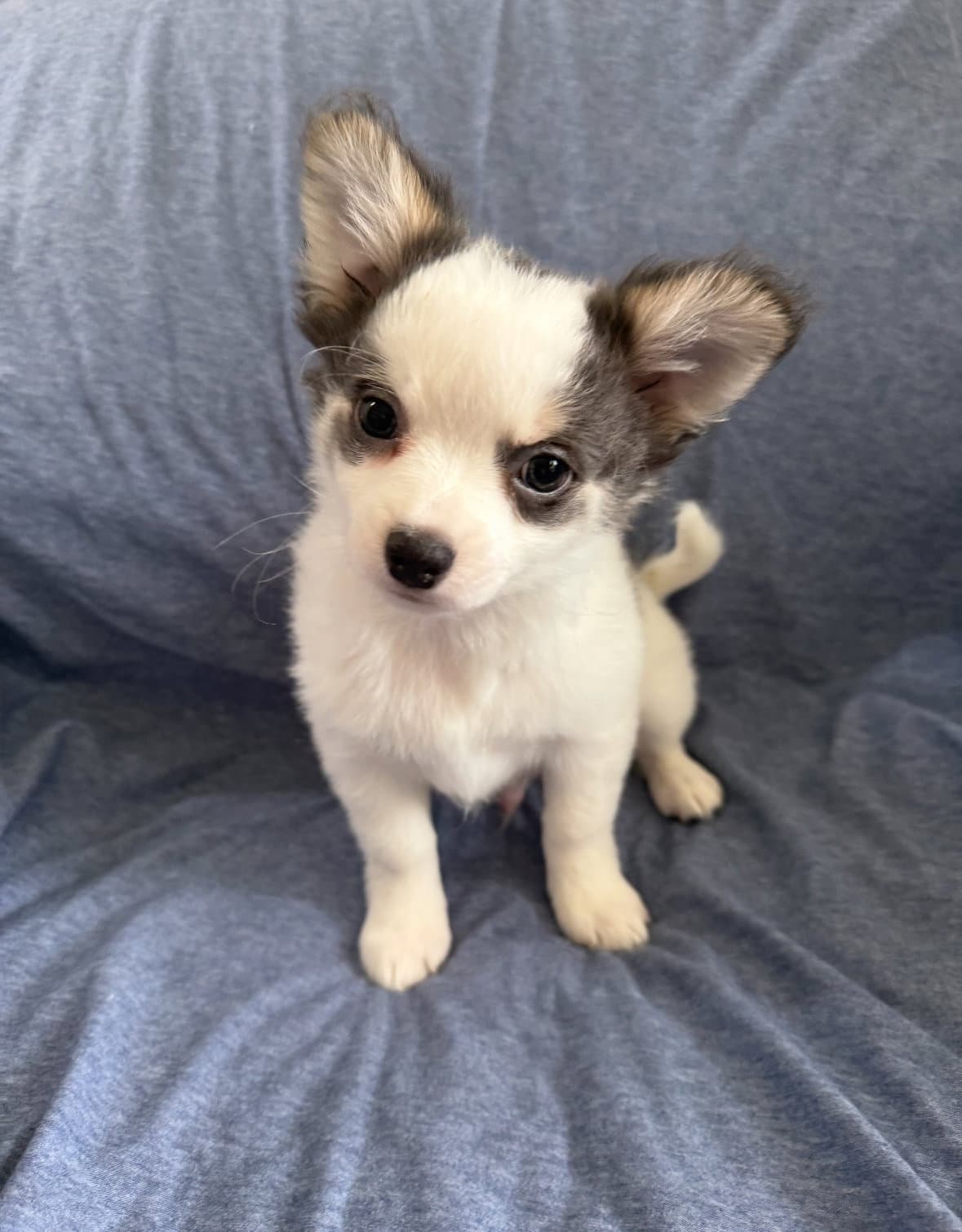 Buzz - Chihuahua