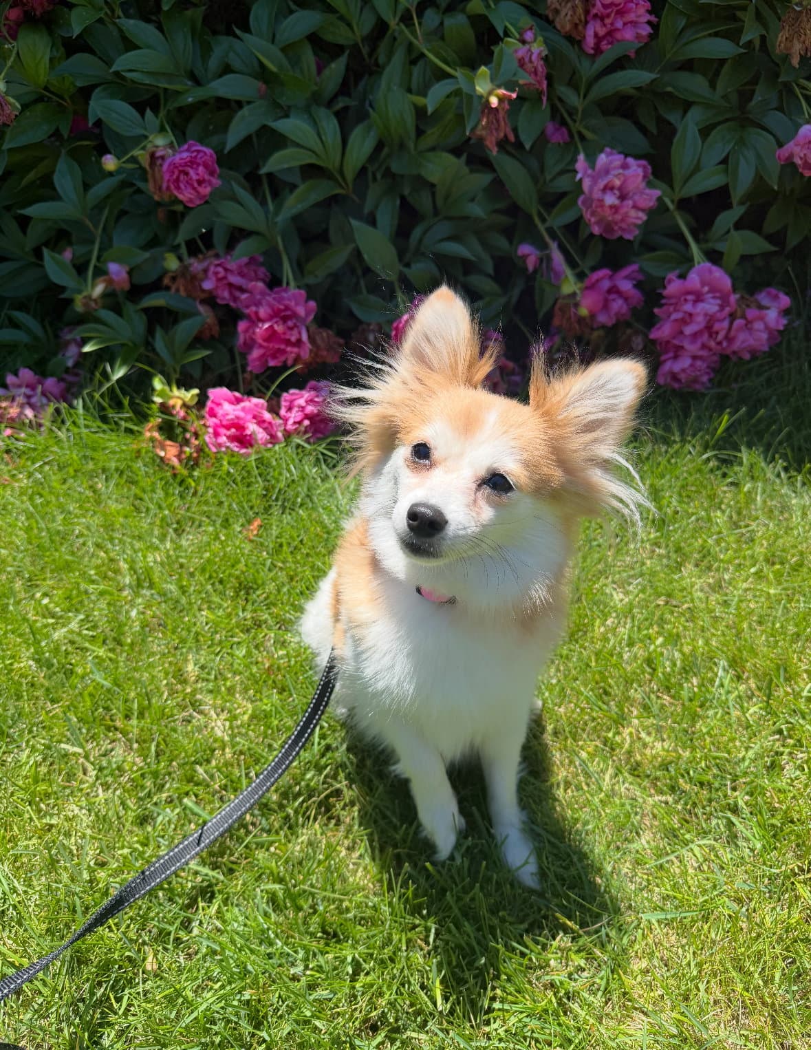 Honey - Chihuahua