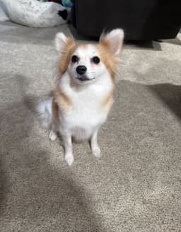 Honey image 2