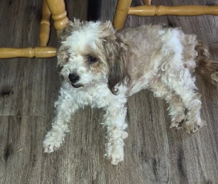 Sponsor Or Foster Me - Sweetie - Shih Tzu