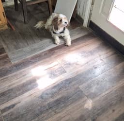 Sponsor Or Foster Me - Sweetie image 2