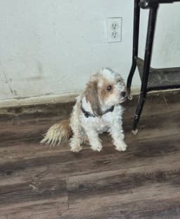 Sponsor Or Foster Me - Sweetie image 3