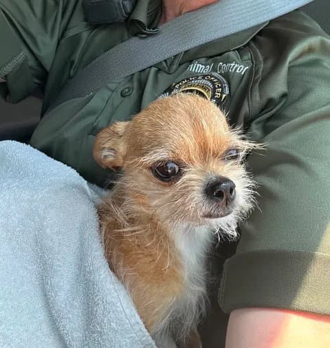 Foster Me - Chico - Chihuahua