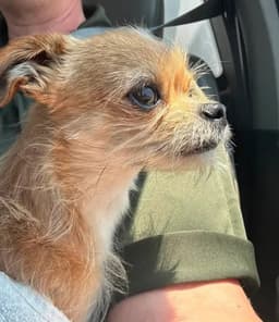 Foster Me - Chico image 2