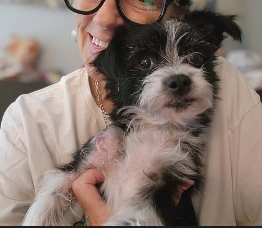 Foster Me - Dot - Terrier
